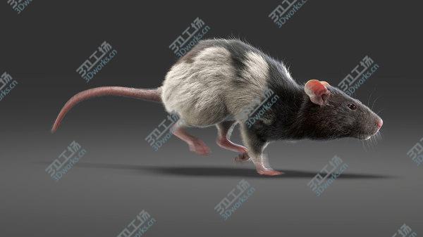 images/goods_img/20210312/3D Rat Fur Animated 4/1.jpg